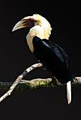 Blyth's Hornbill