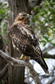 Galapagos Hawk