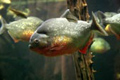 Red-bellied Piranha