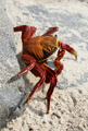 Sally Lightfoot Crab