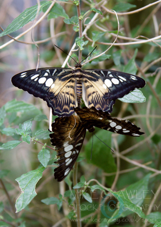 Clipper Butterflies Mating