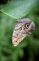 Owl Butterfly