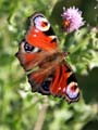 Peacock Butterfly