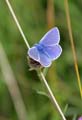 Common Blue Butterfly