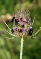 Six-spot Burnet Moths on a Teasel Flower Head
