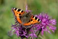 Small Tortoiseshell Butterfly