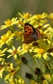 Small Copper Butterfly