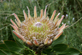 King Protea