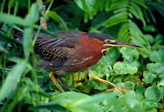Alamy Birds Front Page