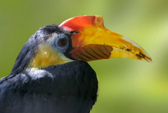 Alamy Birds Front Page