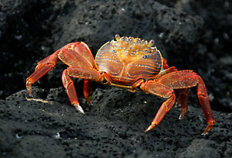 Alamy Arthropods Front Page