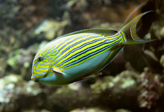 Stock Fish Images