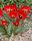 Alamy Flowers Front Page