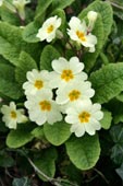 More Flora Pictures added to Alamy