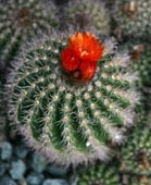 Alamy Flowers Front Page