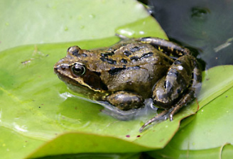 Alamy Reptiles Front Page