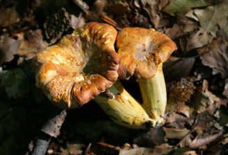 Alamy Fungi Front Page