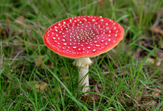 Nature Stock Front Page