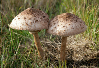 Alamy Fungi Front Page
