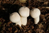 Alamy Fungi Front Page