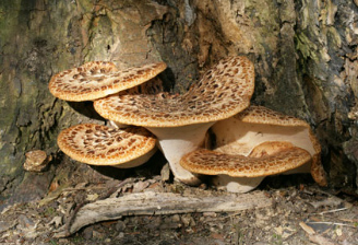 Alamy Fungi Front Page