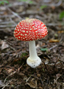 Fly Agaric, Amanita muscaria