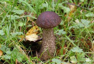 Alamy Fungi Front Page