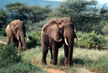 Alamy Animals Front Page