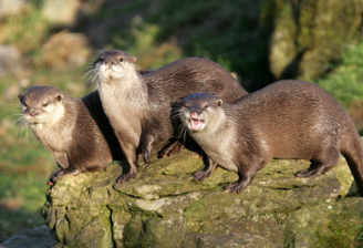 Alamy Animals Front Page