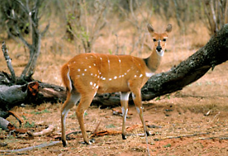Alamy Animals Front Page