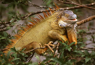 Alamy Reptiles Front Page