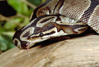 Alamy Reptiles Front Page