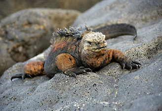 Alamy Reptiles Front Page