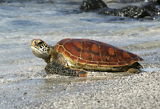 Alamy Reptiles Front Page