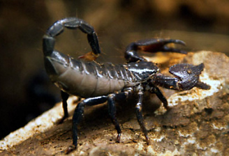 Alamy Arthropods Front Page