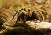 Alamy Arthropods Front Page
