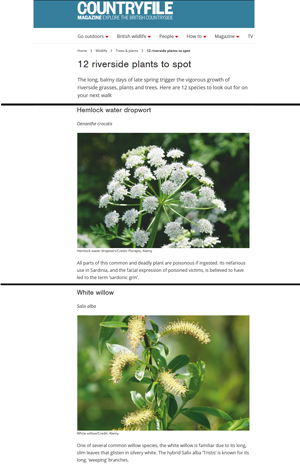 Hemlock Water Dropwort and White Willow