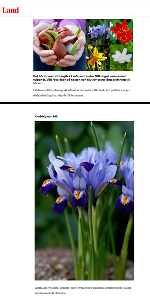 Reticulated Iris, Iris reticulata