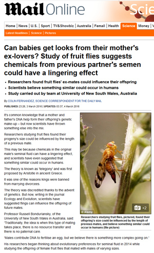 Picture-wing Fruit Fly