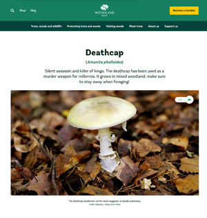 Deathcap Fungus