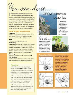 Wild Begonia, Machu Pichu, Peru - Your Garden Magazine