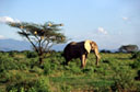 New Kenya Images